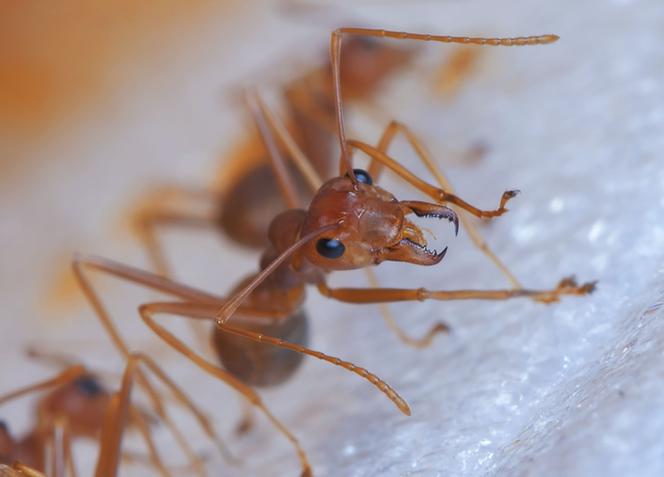 Myrmica rubra