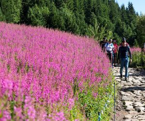 Wierzbówka na Hali Gąsienicowej w Tatrach