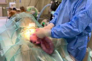 Suczka Sandi na operacji