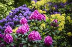 Rododendron stanowisko w ogrodzie