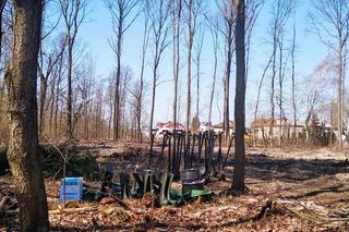 Katowice: Leśnicy sadzą na Muchowcu nowe drzewa [ZDJĘCIA, AUDIO]