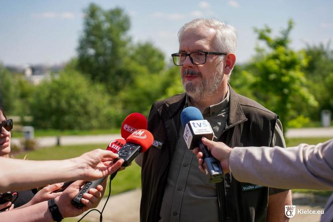 Potomek Dęba Bartka wyrośnie w Ogrodzie Botanicznym w Kielcach