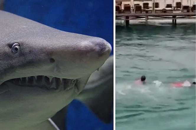 Rekin zabił turystę z Rosji. Do ataku rekina doszło w Hurghadzie