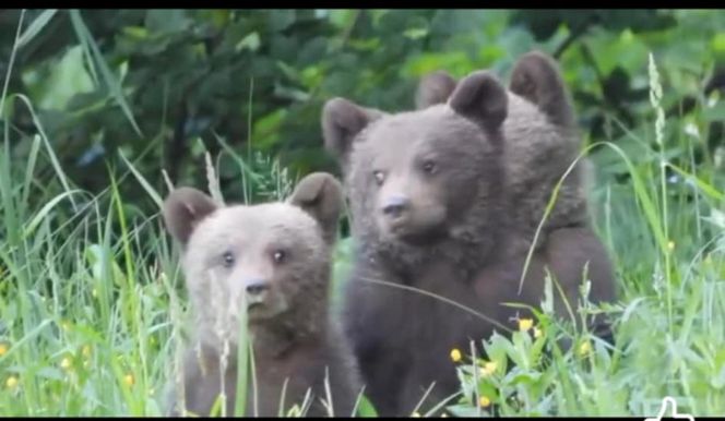 Misie trojaczki bawią się w chowanego