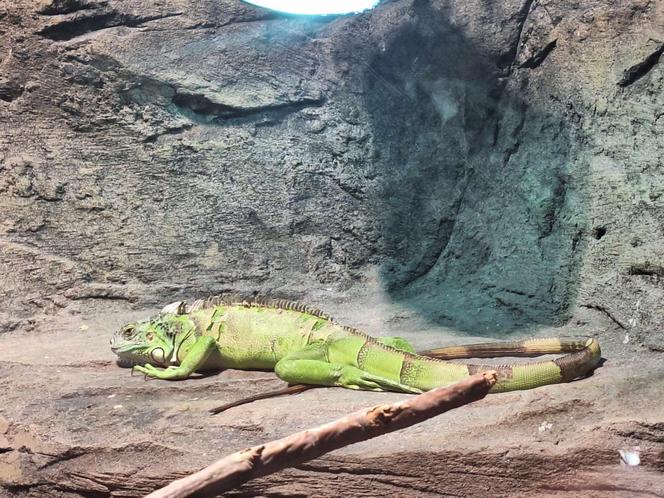 Chorzowskie zoo budzi się do życia ZDJĘCIA