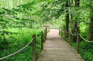 Stara Białowieża na Podlasiu