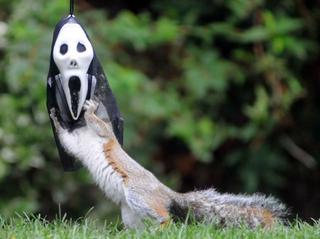 Halloween wiewiórek! O co chodzi?