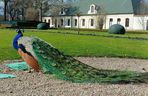 Muzeum Zamoyskich w Kozłówce wczesną wiosną