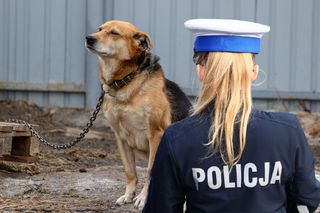 Zarzuty dla kobiety, która przywiązała psa do wiaty i odjechała