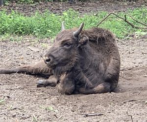 Zaglądamy do mieszkańców bydgoskiego ZOO. Kto mieszka w sercu Myślęcinka?