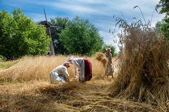 Na lubelskim skansenie w niedzielę zaczną się żniwa 