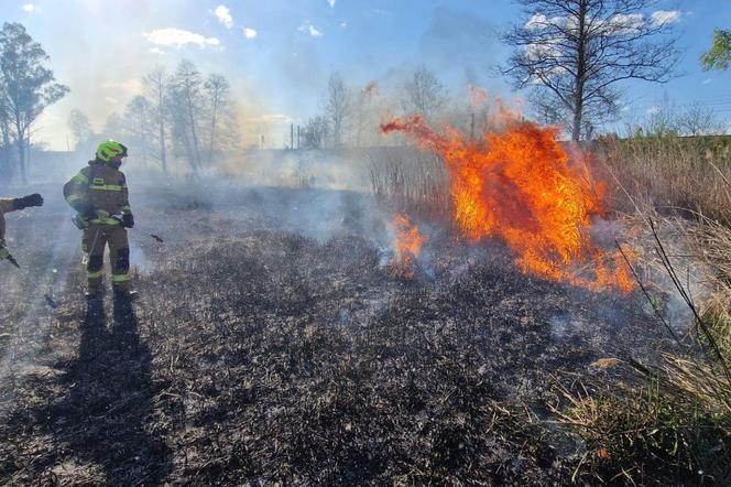 Dąbrowa Górnicza: Strażacy walczą z wypalaniem traw