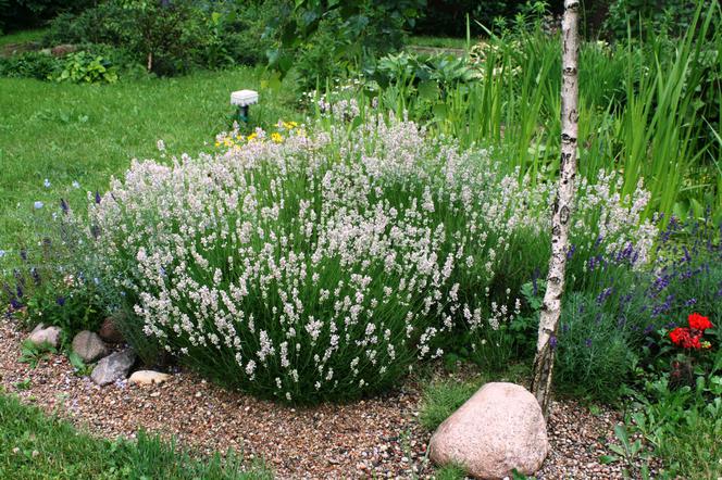 Lawenda wąskolistna 'Alba' = Lawenda lekarska 'Alba' - Lavandula angustifolia 'Alba'