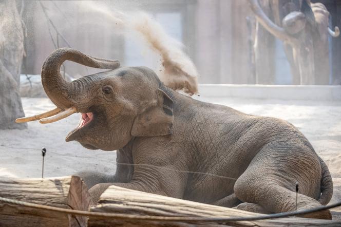 Moc atrakcji w Orientarium z okazji Światowego Dnia Słonia!