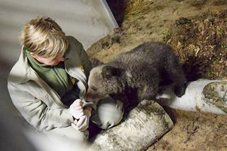 Miśka zostanie gwiazdą zoo