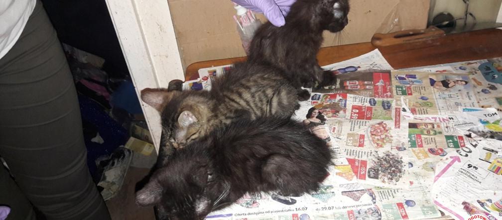 Bydgoszczanka trzymała 23 koty w metrowej warstwie odchodów! Zwierzęta były chore i głodne [ZDJĘCIA]