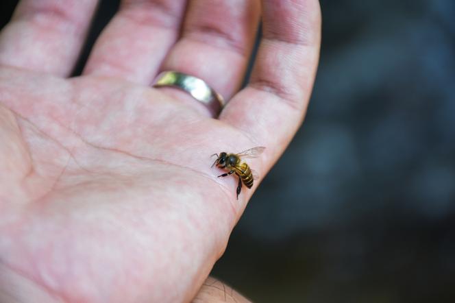 pszczoła na dłoni