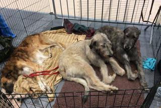 Wystawa Psów Rasowych w Poznaniu 2016