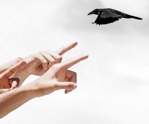Tego ptaka szuka cała Polska! Jest wyjątkowy. Wiemy dlaczego. Prędzej czy później pojawi się blisko człowieka