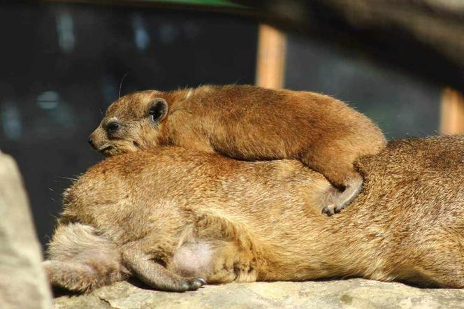 Zoo w Warszawie. Góralki