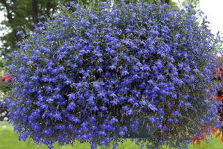 Kiedy siać lobelię, by cieszyć się latem burzą niebieskich kwiatów? Robimy sadzonki lobelii