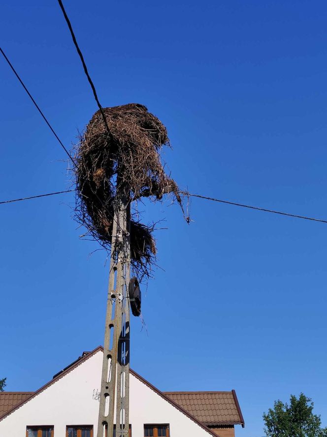 Deszcz uszkodził dom bocianiej rodziny w Krutyni
