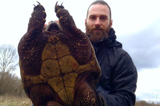 Żółw jaszczurowaty