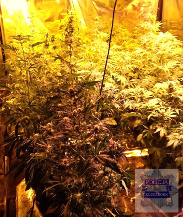 50-latek miał w domu istną plantację!