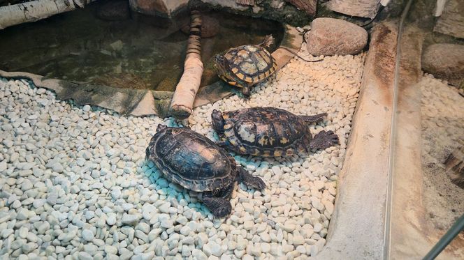 Egzotyczny świat na wyciągnięcie ręki! Zaglądamy do akwarium-terrarium w Myślęcinku