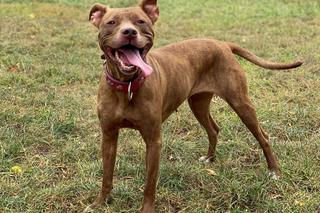 Jakie warunki trzeba spełnić, by adoptować psa? Zwierzęta z bydgoskiego schroniska czekają na nowy dom