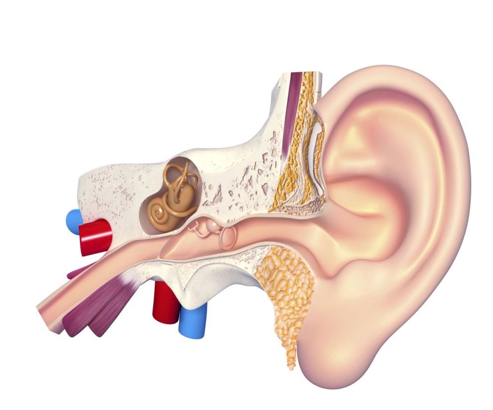GŁUCHOTA (utrata słuchu) - przyczyny nagłej i stopniowej głuchoty
