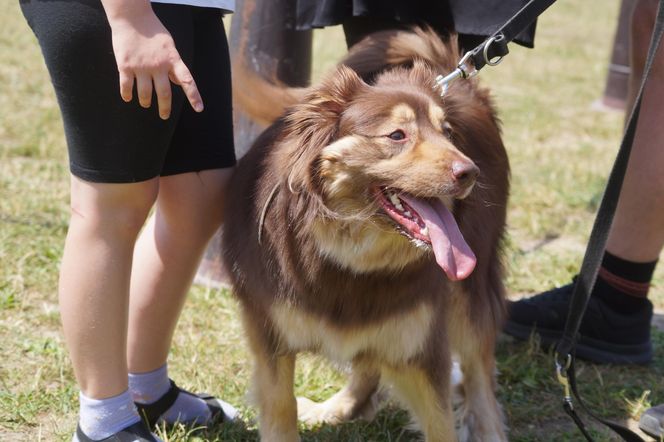 Psia radość i ludzkie serca. Myślęcinek pełen dobrych ludzi i ich czworonogów