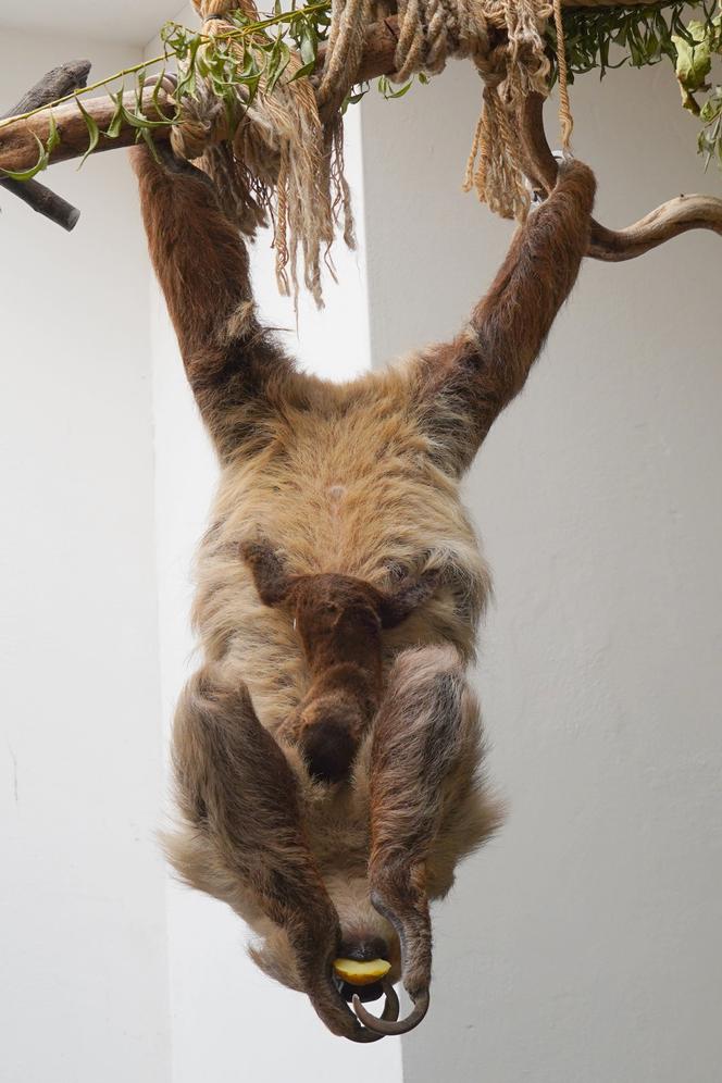 We wrocławskim zoo urodził się pierwszy leniwiec