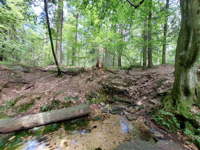 Źródło rzeki Kamiennej "Biały stok"