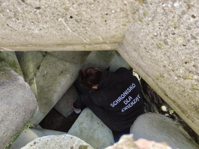 Pies uwieziony na falochronie.