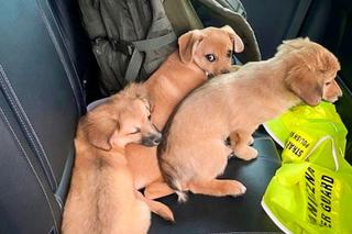 Strażnicy graniczni znaleźli worek w rowie. Takiego widoku się nie spodziewali 