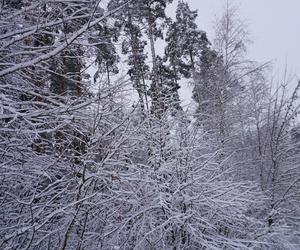 Przeraźliwie zimno w województwie podlaskim. IMGW tu wydał żółte alarmy