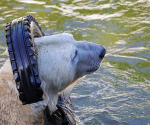 Niedźwiedzie polarne z Warszawskiego ZOO