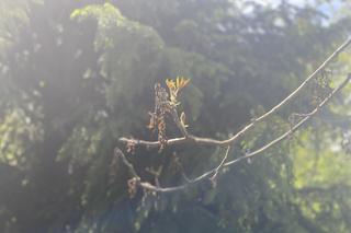 Przemarznięte orzechy włoskie wypuszczają już liście - zdjecia maj 2024