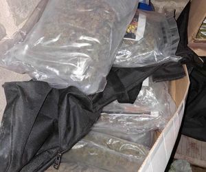 Prawie 40 kilogramów narkotyków i dwie duże plantacje. Dwaj zatrzymani w Starachowicach i gminie Brody