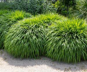 Hakonechloa macra