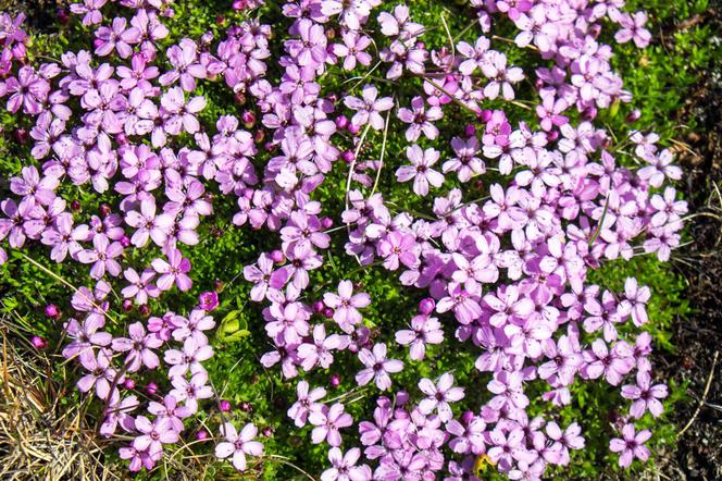 Lepnica bezłodygowa - Silene acaulis
