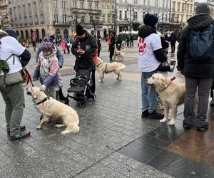 WOŚP 2024 w Krakowie. Grupa Golden Retriever opanowała cały Rynek Główny!