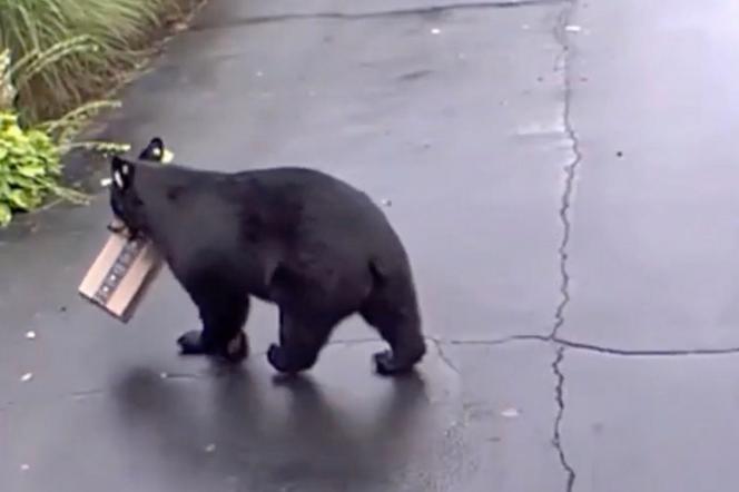 Niedźwiedź-żłodziej grasuje w Connecticut