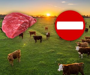  Alarm Pryszczycowy: Polska chroni granice przed chorobą