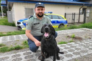 Szkolenie psów policyjnych nad Zalewem Zemborzyckim