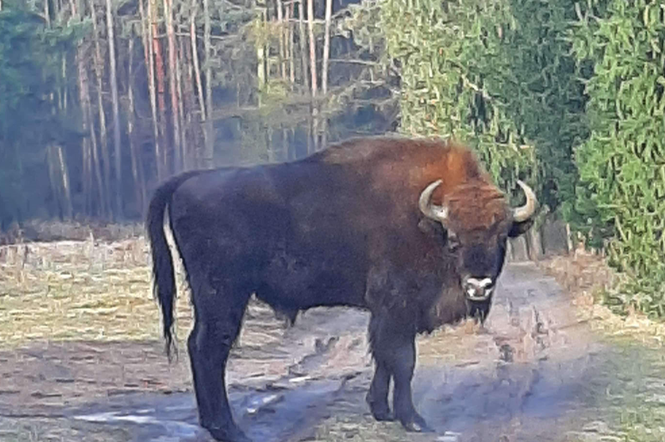 Niecodzienny gość w lesie koło Poznania. Pierwszy raz w historii