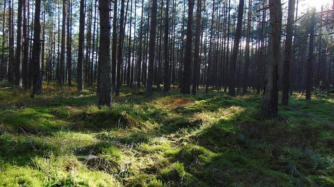 Bór na Czerwonem - tu uciekniecie przed upałem. Jak dojechać? Co zobaczyć w okolicy?