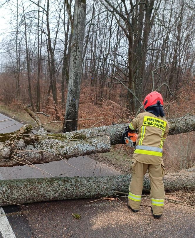 Groźne wichury na Warmii i Mazurach. Drzewo spadło na jadące auto, jedna osoba ranna