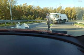 Policjanci ratowali łabędzia na DTŚ w Zabrzu
